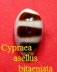 Cypraea asellus asellus var. bitaeniata (Geret, 1903)